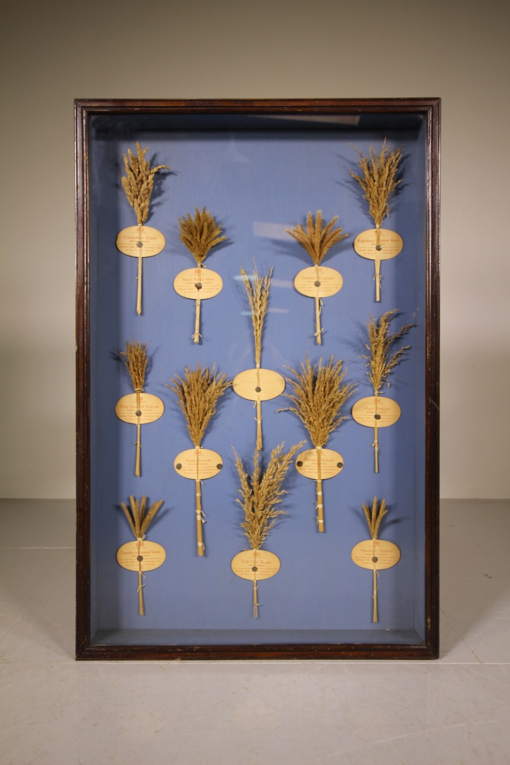 English Edwardian Grass Seed Display Case by Edward Webb & Sons