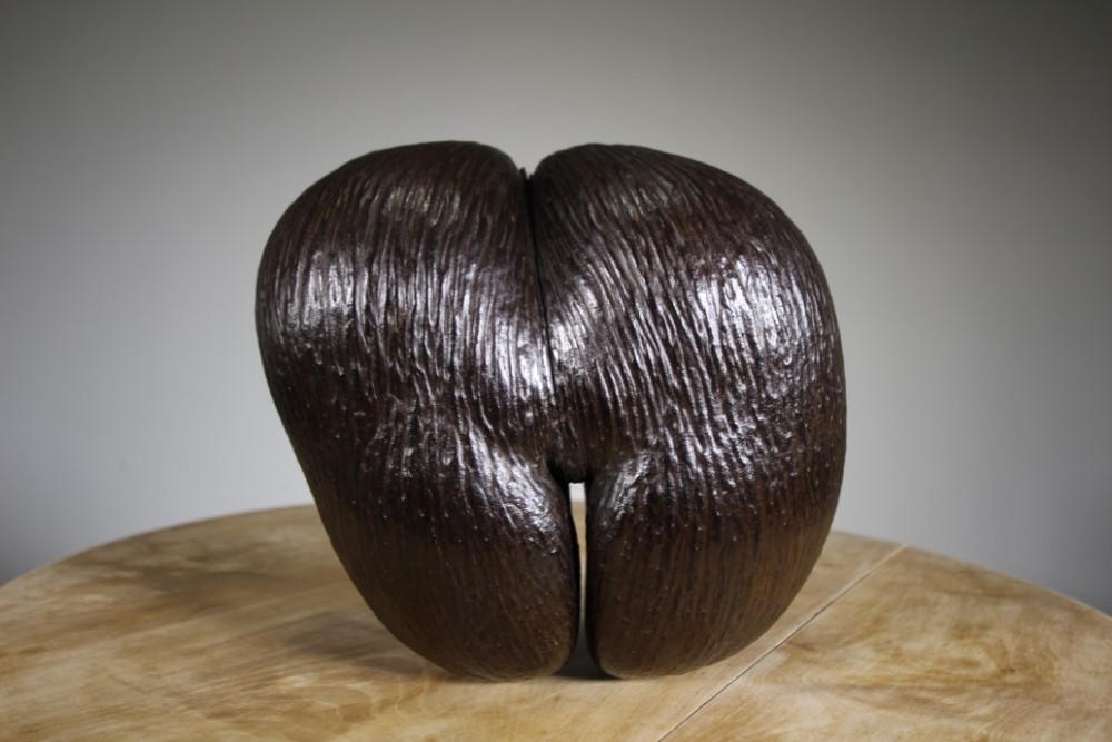 Original Large & Full Antique Coco De Mer 
