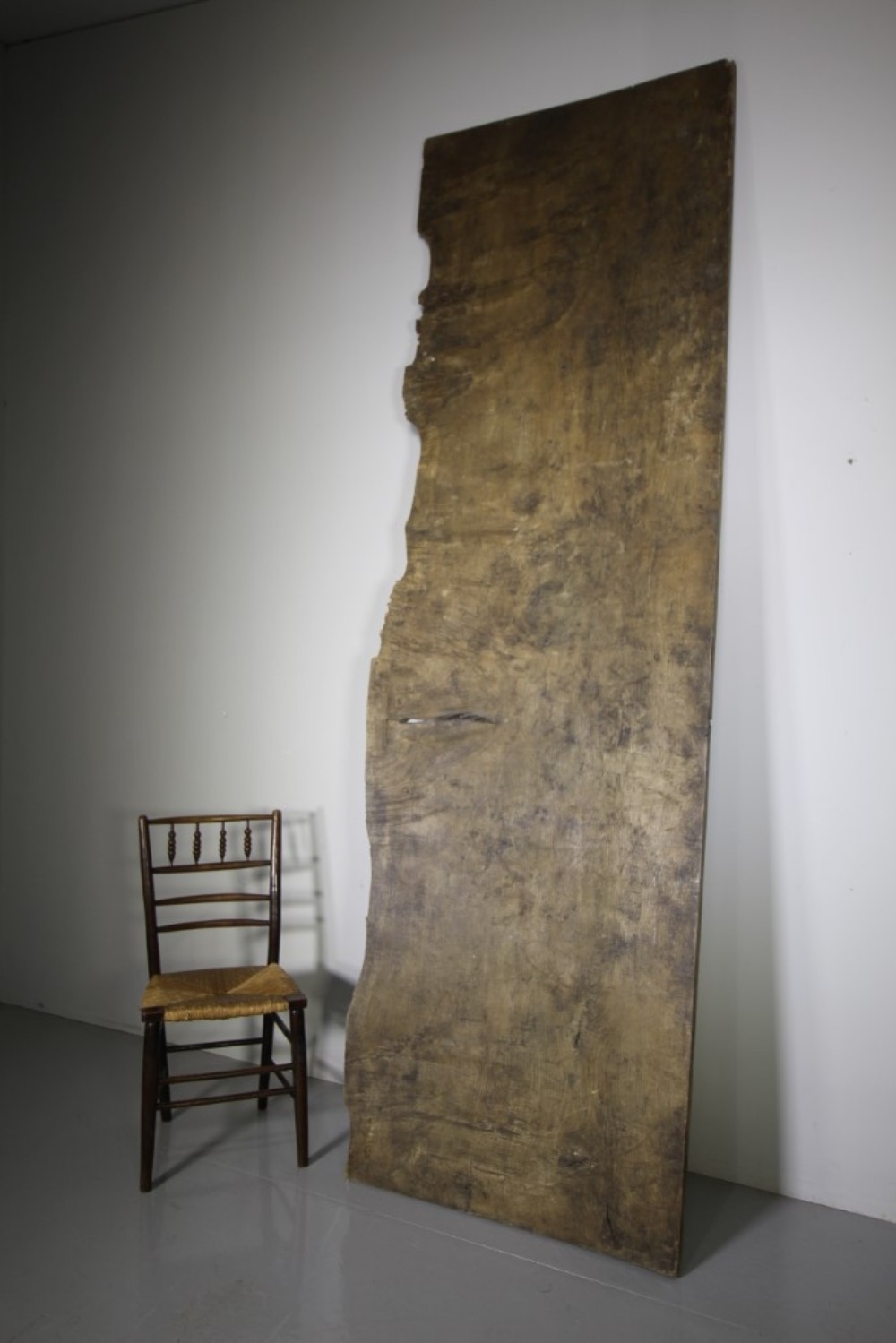 Monster Size Slab of English Antique Oak with Burrs