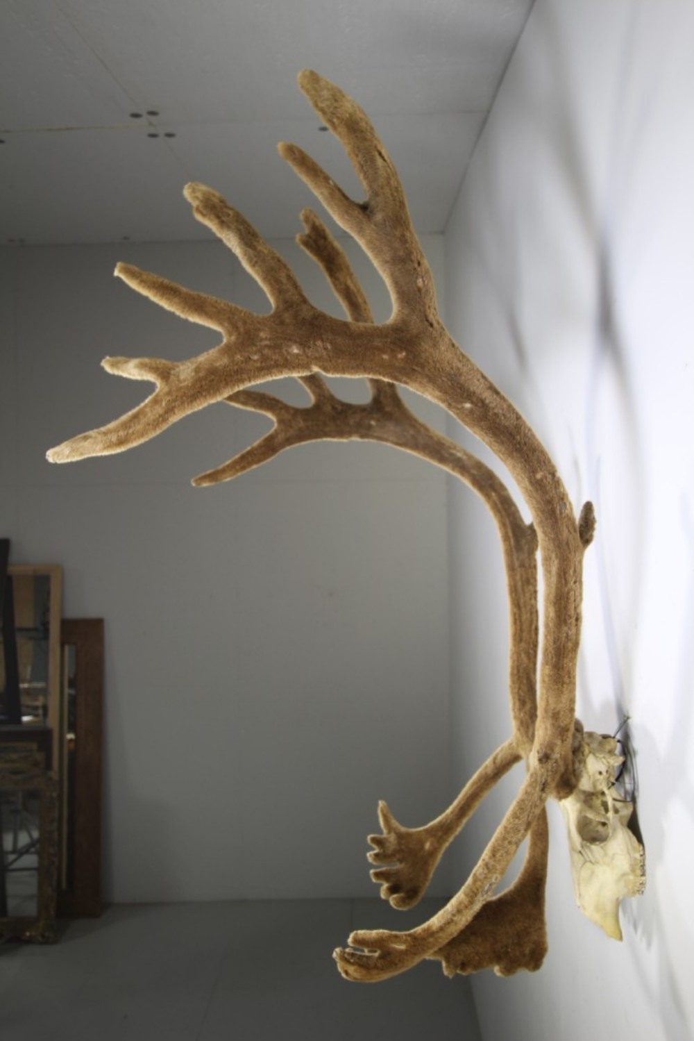Massive Edwardian Antique Caribou Antlers in Velvet