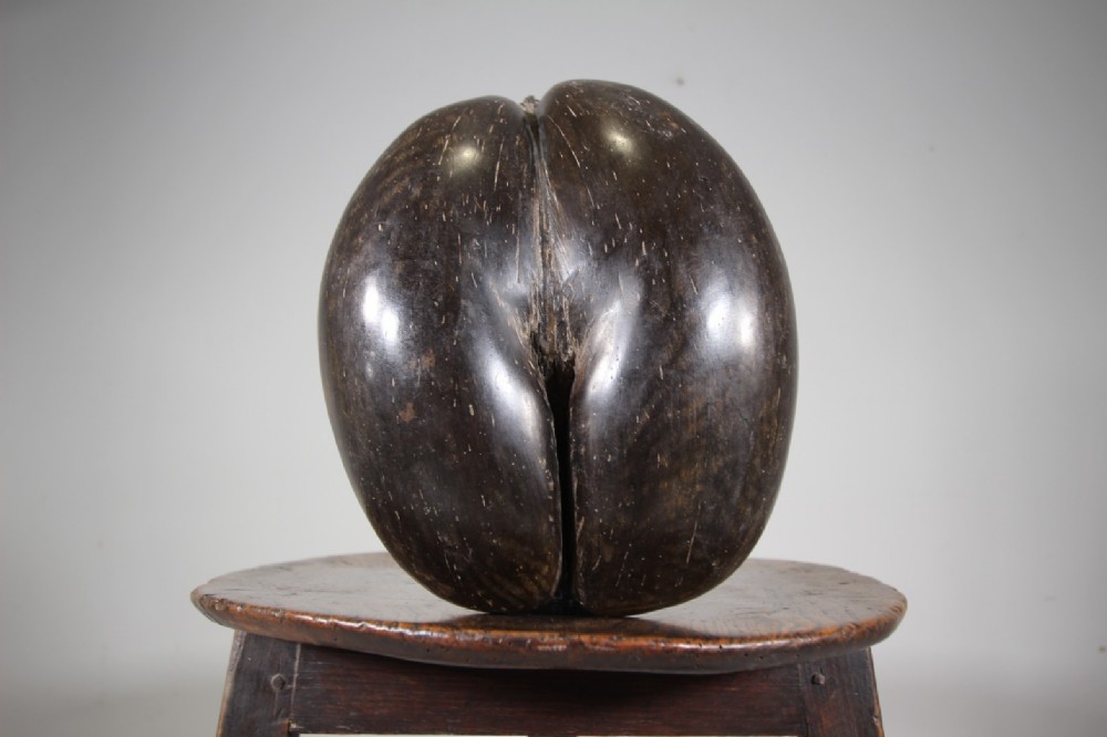 Original Large Wonderful Full Antique Coco De Mer 