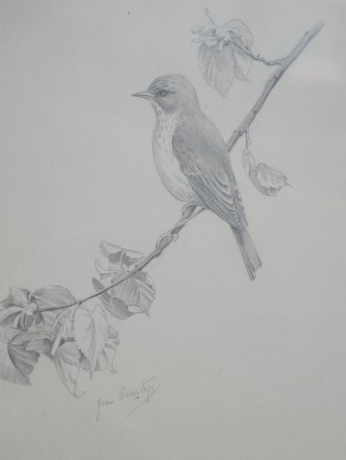 PENCIL DRAWING SPOTTED FLYCATCHER - ADDITIONAL PHOTO 1