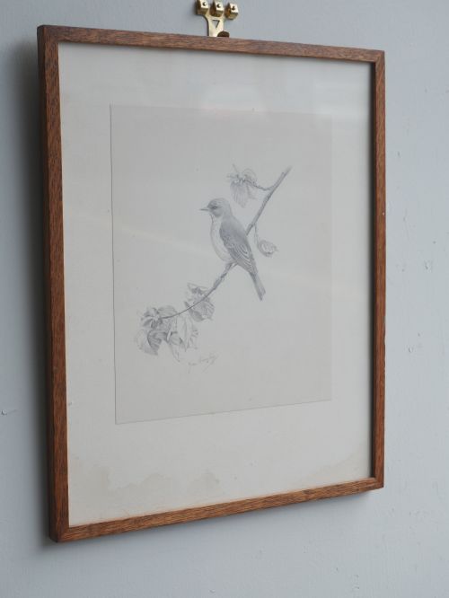 PENCIL DRAWING SPOTTED FLYCATCHER - ADDITIONAL PHOTO 3