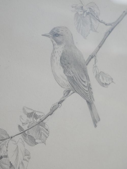 PENCIL DRAWING SPOTTED FLYCATCHER - ADDITIONAL PHOTO 5