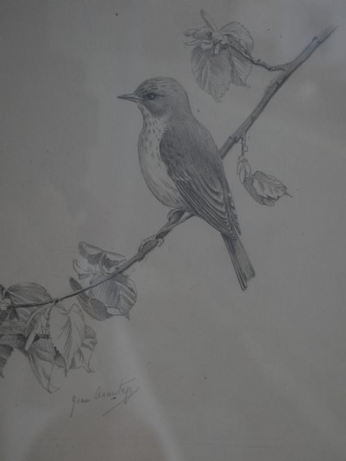 PENCIL DRAWING SPOTTED FLYCATCHER - ADDITIONAL PHOTO 2