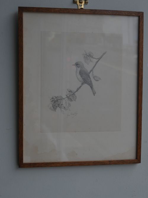 PENCIL DRAWING SPOTTED FLYCATCHER - ADDITIONAL PHOTO 6