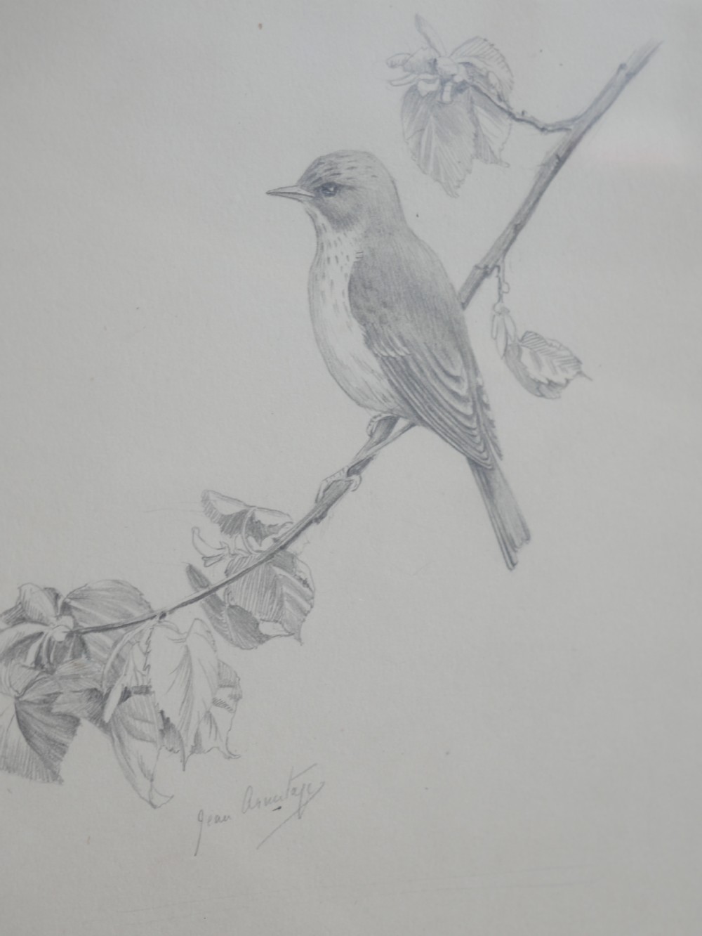 A framed pencil drawing depicting a spotted flycatcher bird perched on a leafy branch against a neutral mount. View II