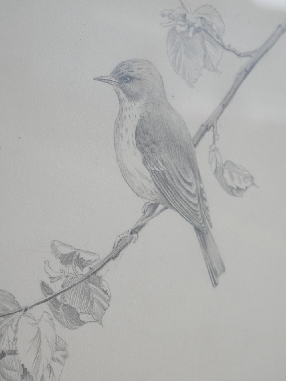 A framed pencil drawing depicting a spotted flycatcher bird perched on a leafy branch against a neutral mount. View VI