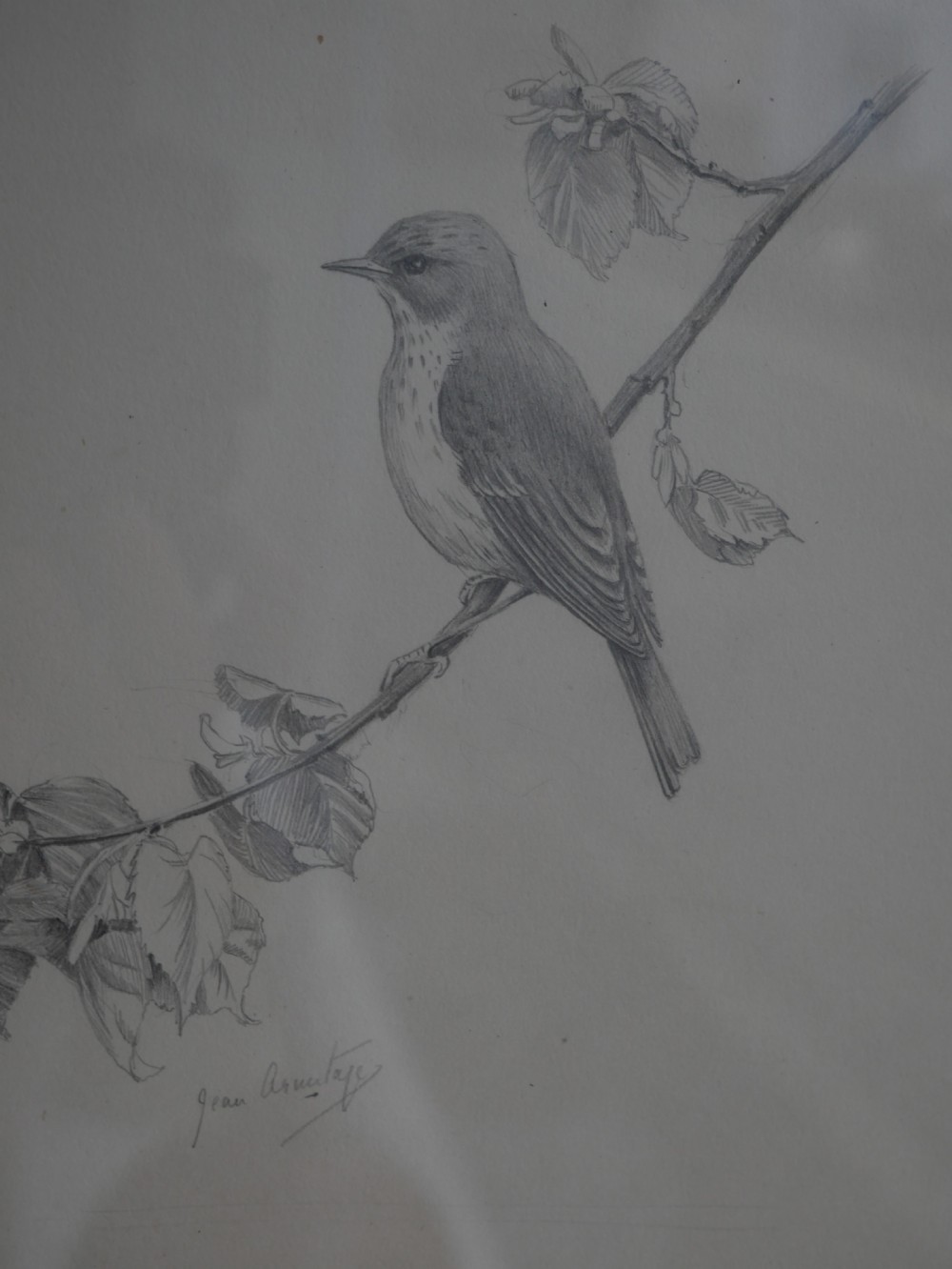 A framed pencil drawing depicting a spotted flycatcher bird perched on a leafy branch against a neutral mount. View III