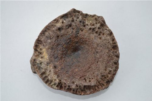 A NICE LARGE ICHTHYOSAUR VERTABRAE - ADDITIONAL PHOTO 2