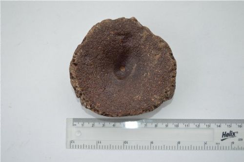A NICE LARGE ICHTHYOSAUR VERTABRAE - ADDITIONAL PHOTO 3
