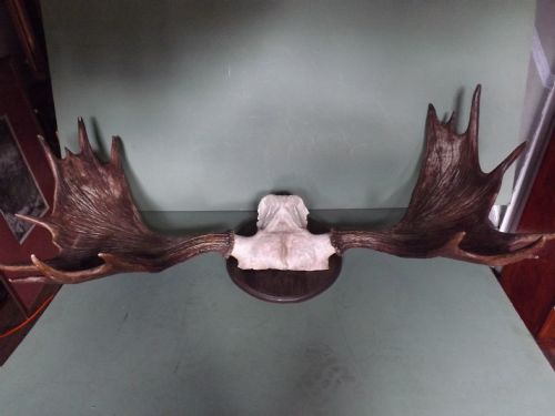 Pair Late C19th Mounted Elk Antlers
