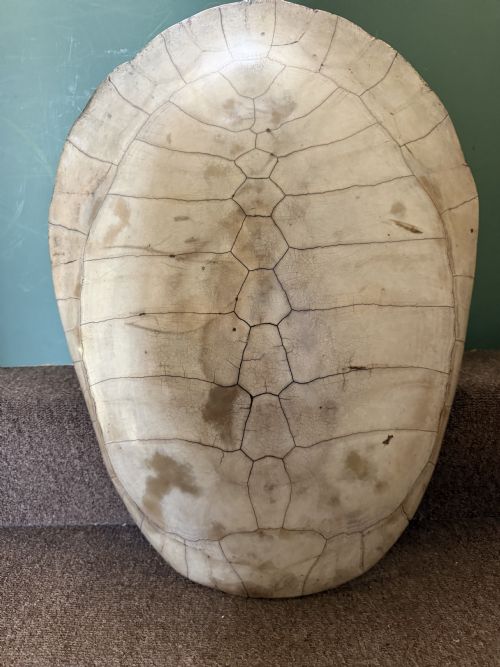 fig 1. A large, polished blonde turtle carapace featuring distinct natural geometric scute sutures and a smoothly domed oval form.
