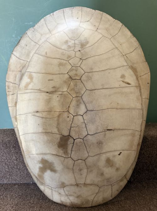 Large Late  C19th / Early C20th Polished ‘Blonde’ Arrau or Amazonian River Turtle Shell Carapace ( Podocnemis Expansa ).