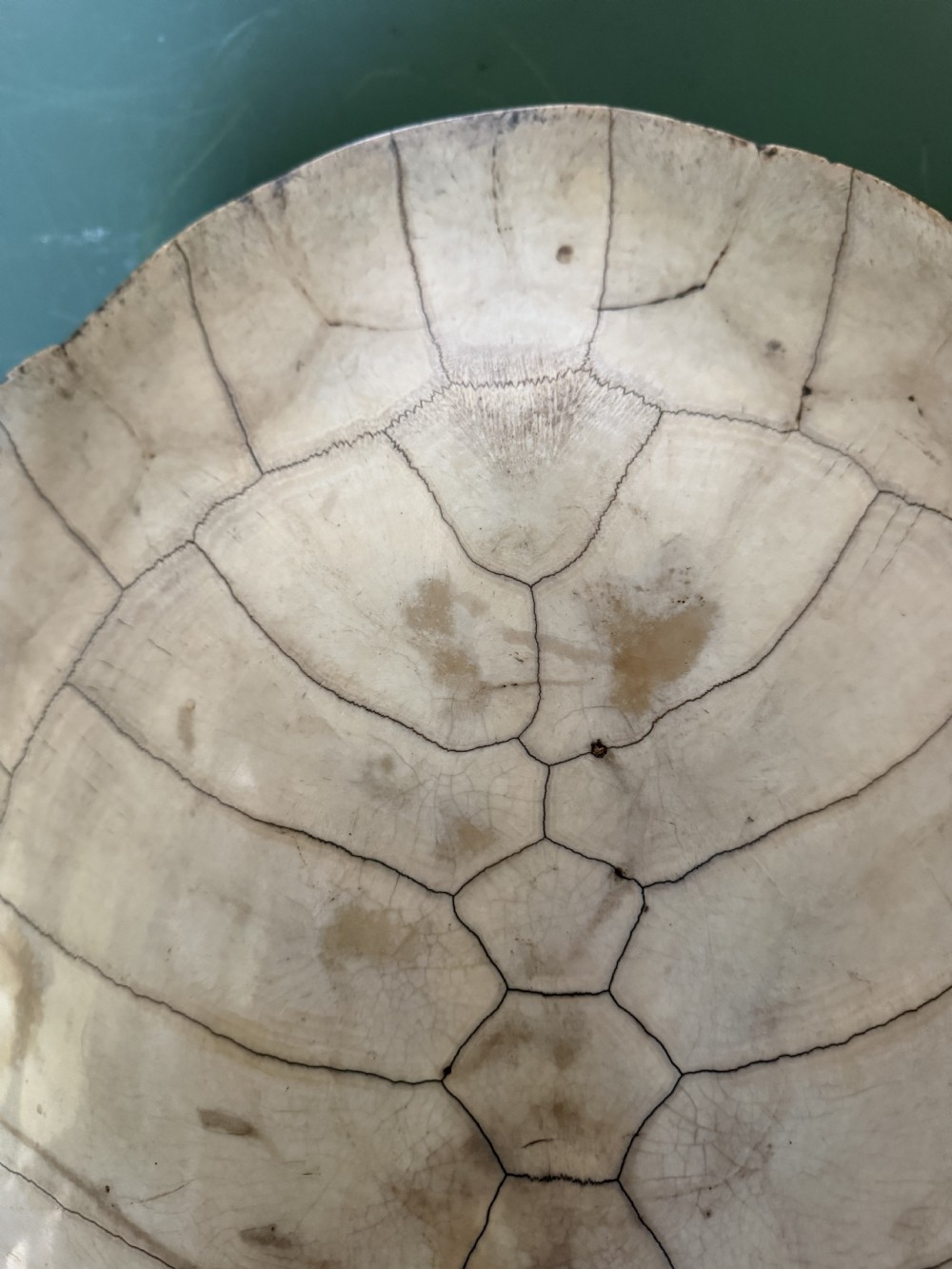 A large, polished blonde turtle carapace featuring distinct natural geometric scute sutures and a smoothly domed oval form. View III