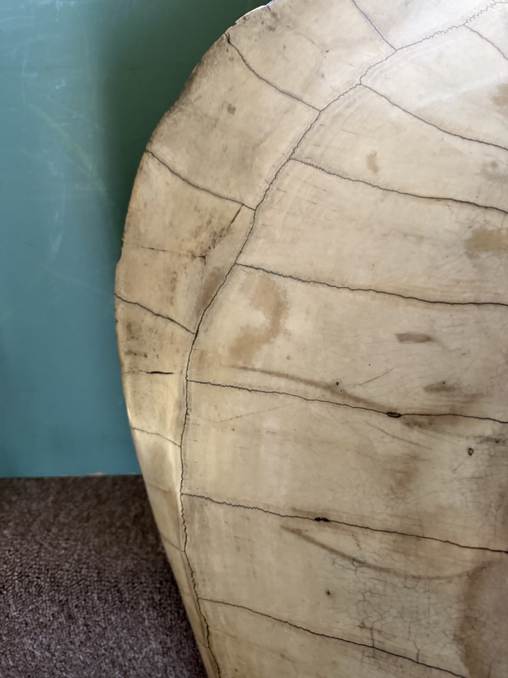 A large, polished blonde turtle carapace featuring distinct natural geometric scute sutures and a smoothly domed oval form. View IV
