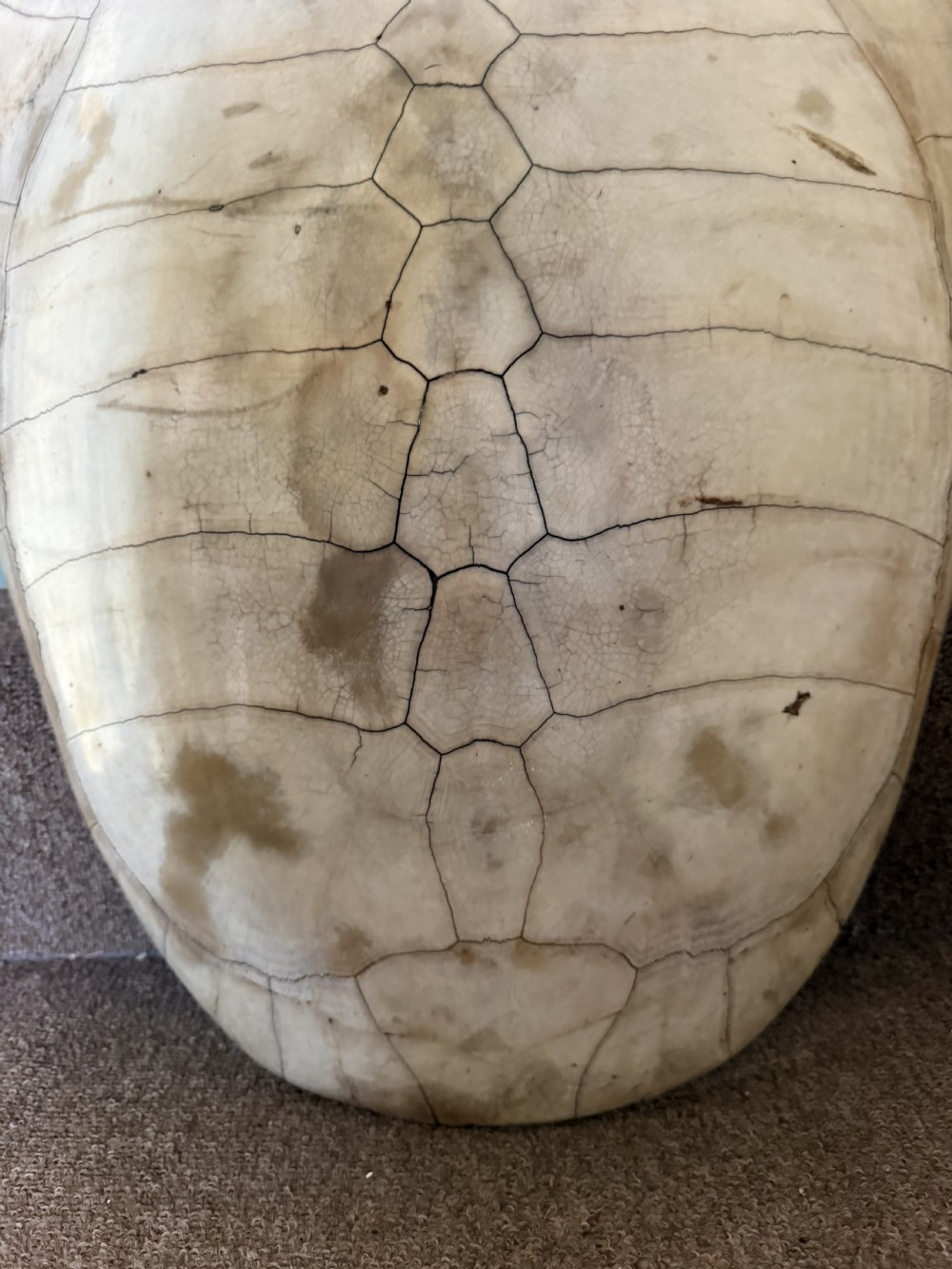 A large, polished blonde turtle carapace featuring distinct natural geometric scute sutures and a smoothly domed oval form. View V