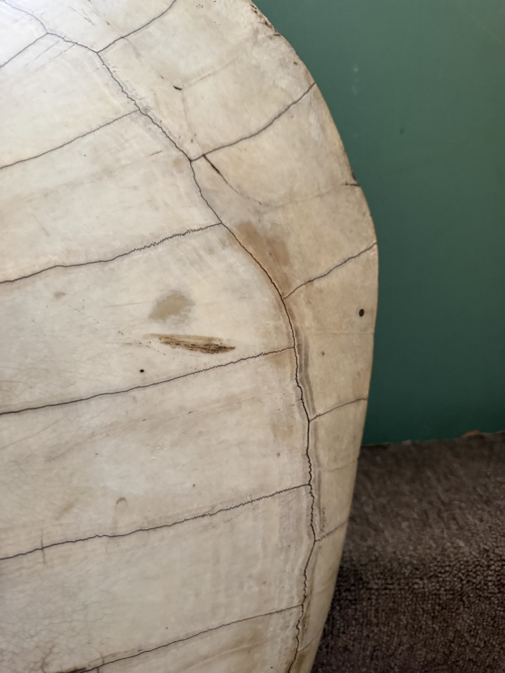A large, polished blonde turtle carapace featuring distinct natural geometric scute sutures and a smoothly domed oval form. View VI