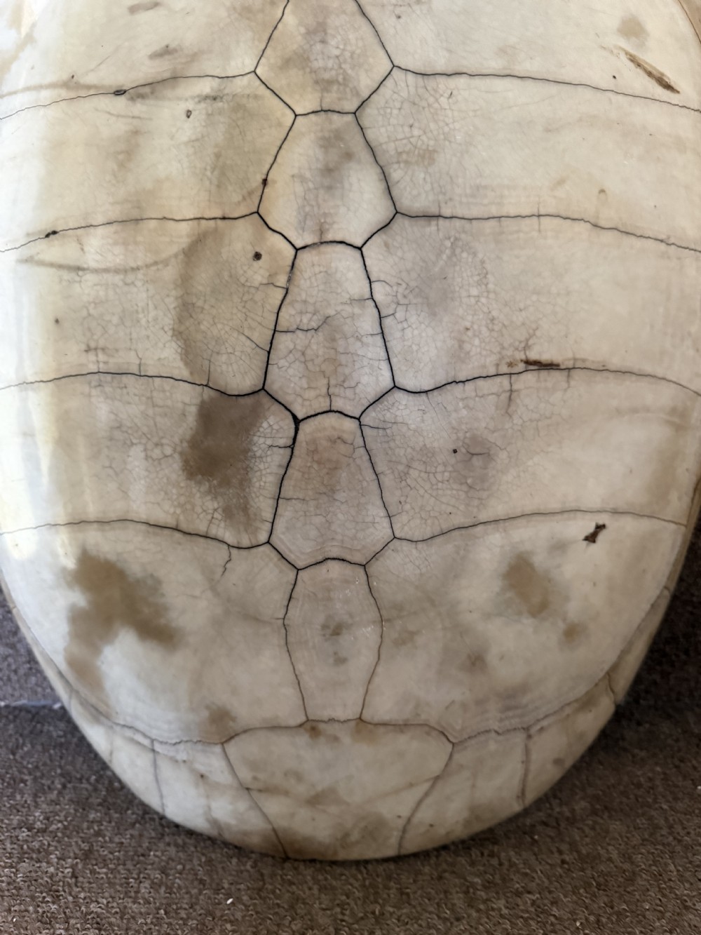 A large, polished blonde turtle carapace featuring distinct natural geometric scute sutures and a smoothly domed oval form. View VII
