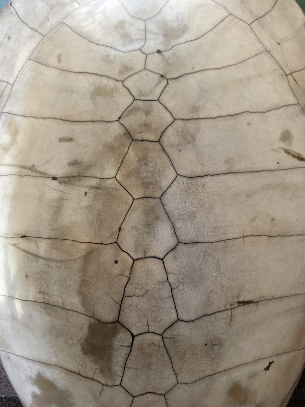 A large, polished blonde turtle carapace featuring distinct natural geometric scute sutures and a smoothly domed oval form. View VIII