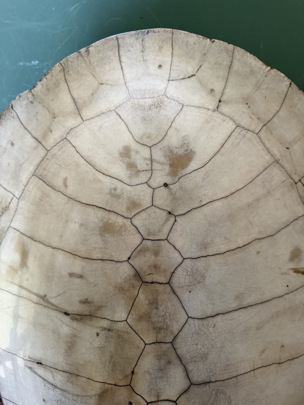 A large, polished blonde turtle carapace featuring distinct natural geometric scute sutures and a smoothly domed oval form. View IX