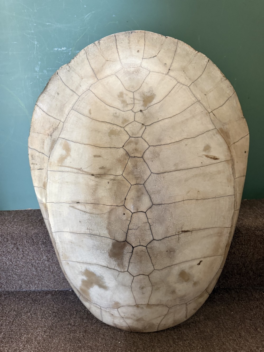 A large, polished blonde turtle carapace featuring distinct natural geometric scute sutures and a smoothly domed oval form. View X