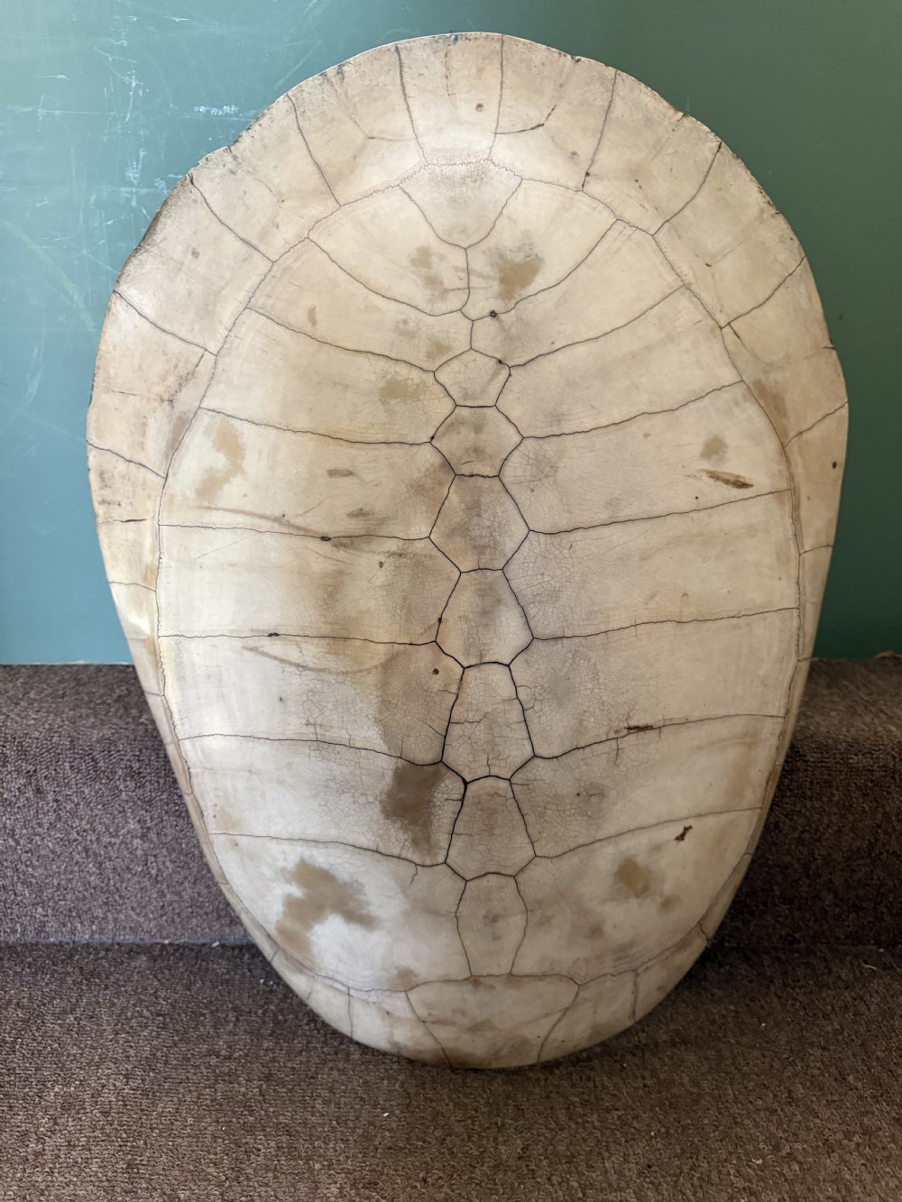 A large, polished blonde turtle carapace featuring distinct natural geometric scute sutures and a smoothly domed oval form. View XII