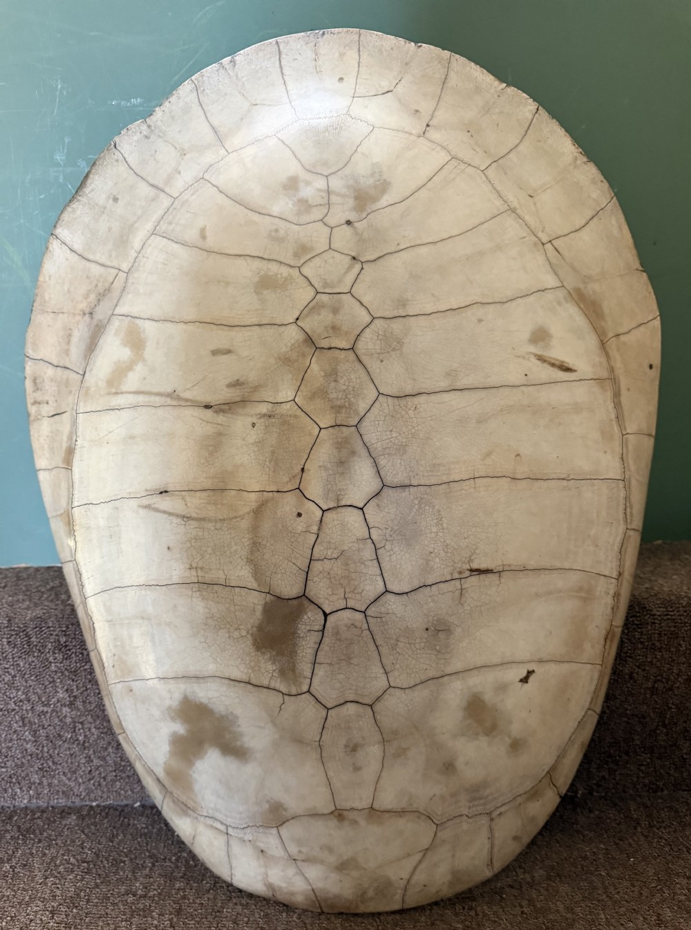 A large, polished blonde turtle carapace featuring distinct natural geometric scute sutures and a smoothly domed oval form.