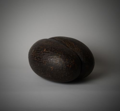 ANTIQUE COCO DE MER SEED POD - ADDITIONAL PHOTO 1