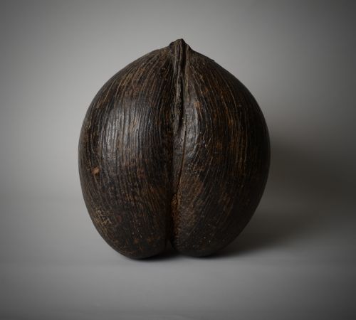 ANTIQUE COCO DE MER SEED POD