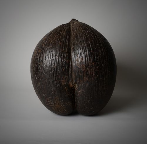 ANTIQUE COCO DE MER SEED POD - ADDITIONAL PHOTO 2