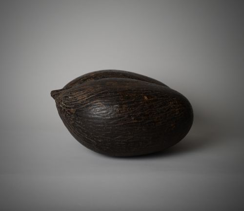 ANTIQUE COCO DE MER SEED POD - ADDITIONAL PHOTO 3