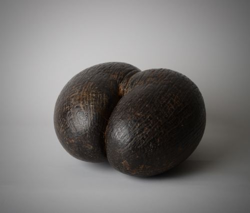 ANTIQUE COCO DE MER SEED POD - ADDITIONAL PHOTO 4