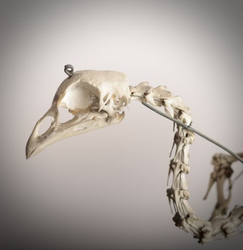 BIRD SKELETON ANATOMY STUDY PIECE - ADDITIONAL PHOTO 3
