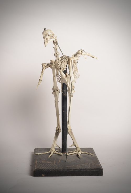 BIRD SKELETON ANATOMY STUDY PIECE - ADDITIONAL PHOTO 1