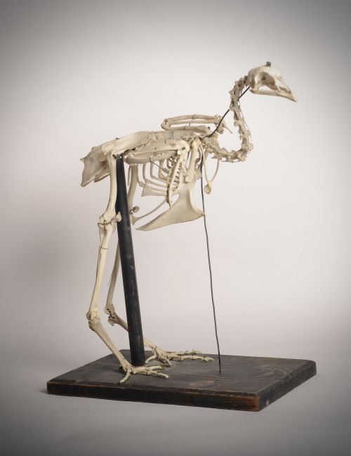 BIRD SKELETON ANATOMY STUDY PIECE - ADDITIONAL PHOTO 2