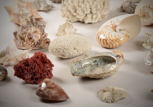 A COLLECTION OF VINTAGE SEA SHELLS AND CORAL - ADDITIONAL PHOTO 2