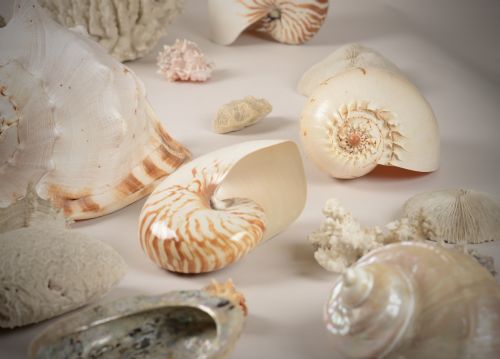 A COLLECTION OF VINTAGE SEA SHELLS AND CORAL - ADDITIONAL PHOTO 4