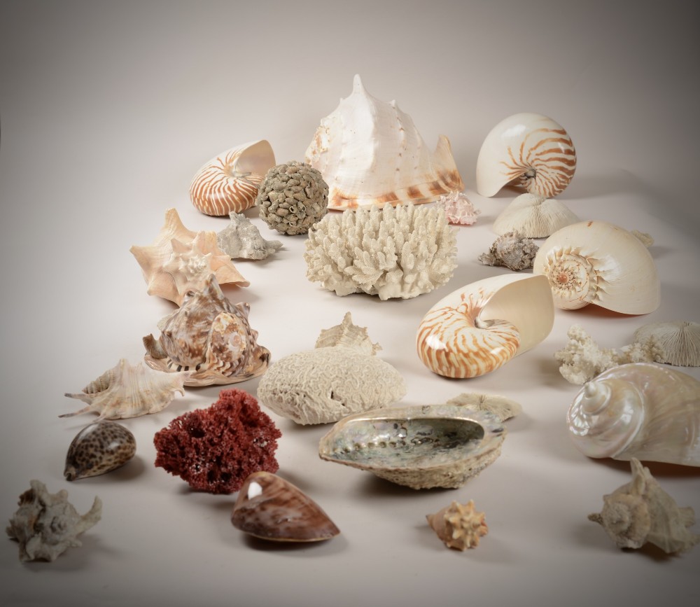 A varied collection of natural sea shells, nautilus shells, abalone, and white and red coral specimens arranged on a neutral background.