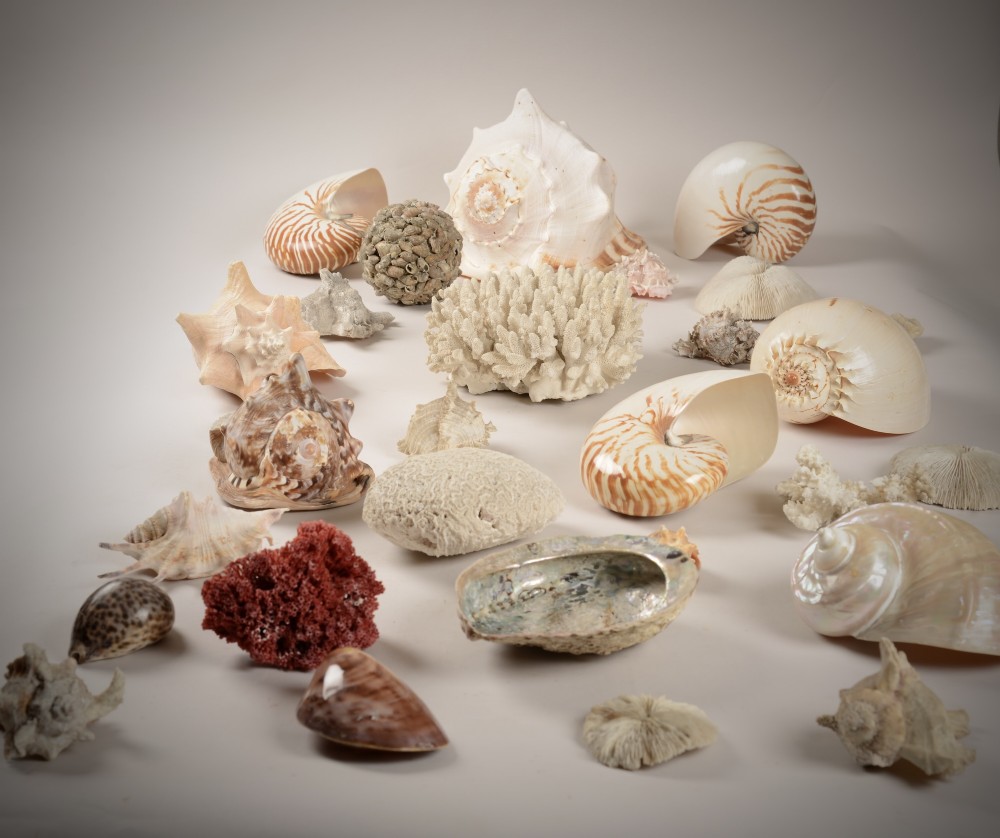 A varied collection of natural sea shells, nautilus shells, abalone, and white and red coral specimens arranged on a neutral background. View II