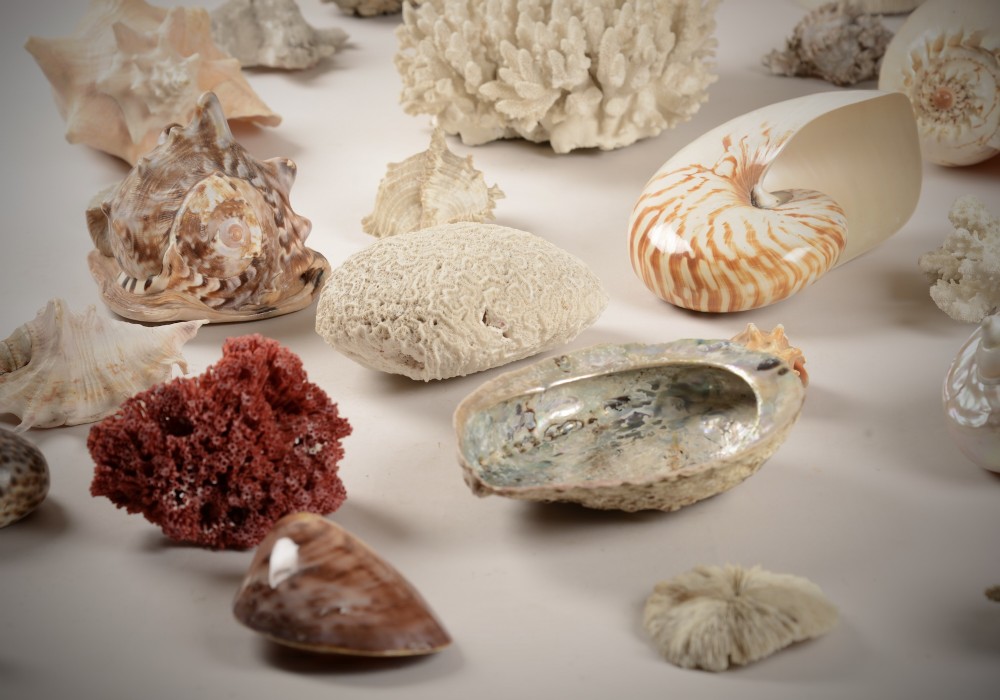 A varied collection of natural sea shells, nautilus shells, abalone, and white and red coral specimens arranged on a neutral background. View III