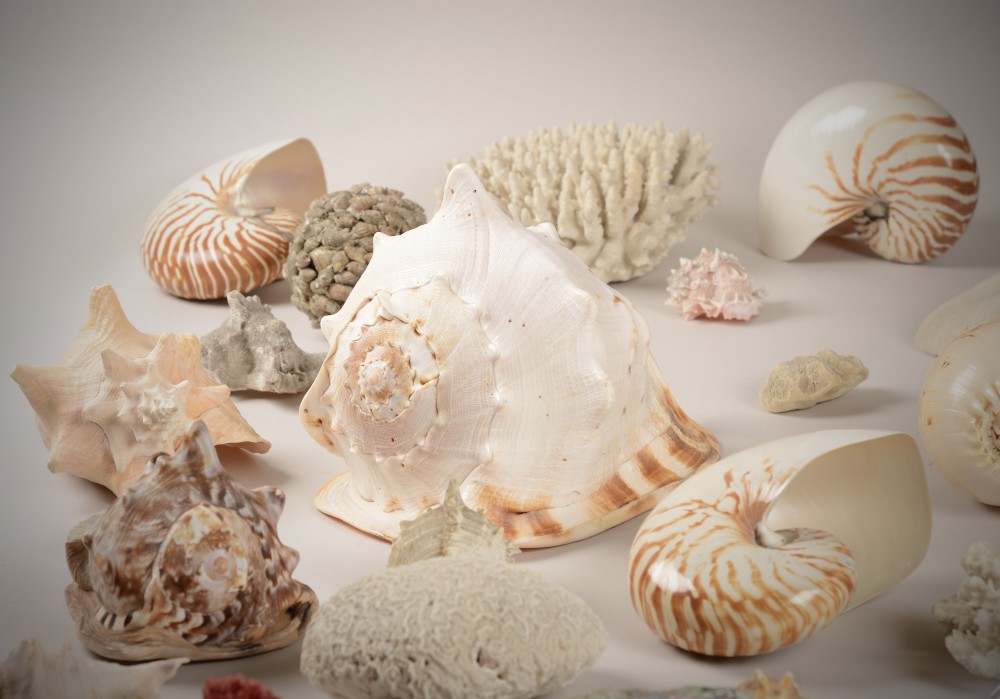 A varied collection of natural sea shells, nautilus shells, abalone, and white and red coral specimens arranged on a neutral background. View IV