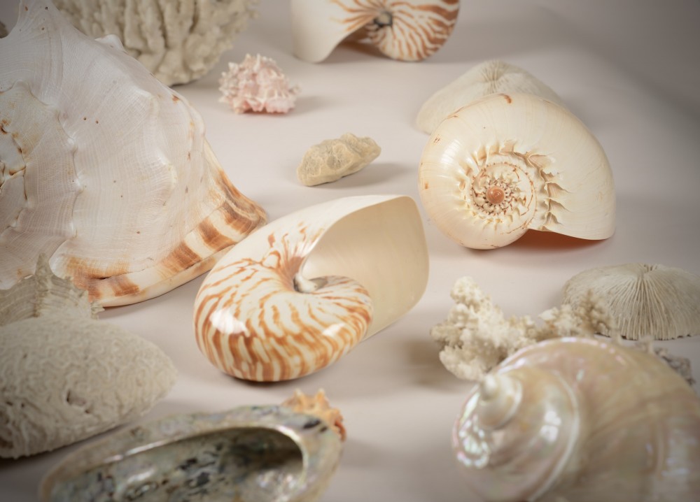 A varied collection of natural sea shells, nautilus shells, abalone, and white and red coral specimens arranged on a neutral background. View V