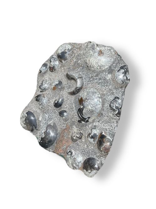 LARGE AMMONITE FOSSIL CLUSTER - ADDITIONAL PHOTO 1