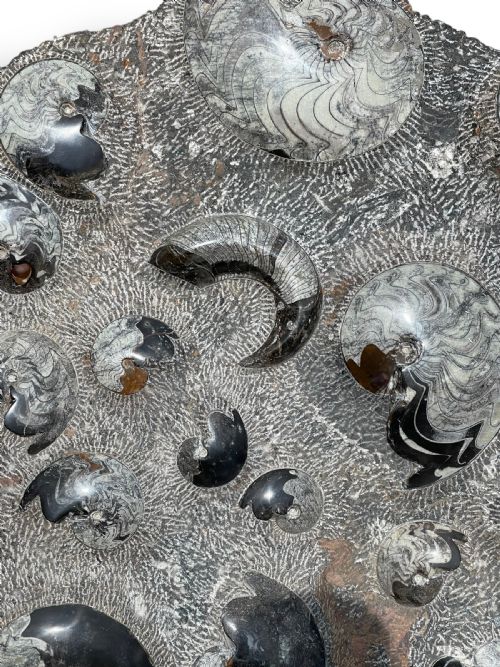 LARGE AMMONITE FOSSIL CLUSTER - ADDITIONAL PHOTO 3