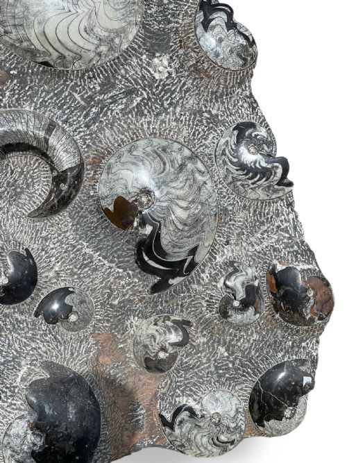 LARGE AMMONITE FOSSIL CLUSTER - ADDITIONAL PHOTO 4