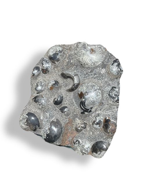 LARGE AMMONITE FOSSIL CLUSTER - ADDITIONAL PHOTO 5