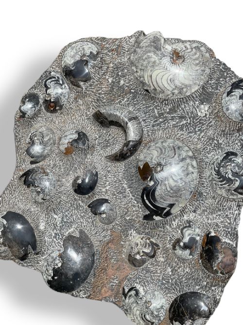 LARGE AMMONITE FOSSIL CLUSTER - ADDITIONAL PHOTO 6