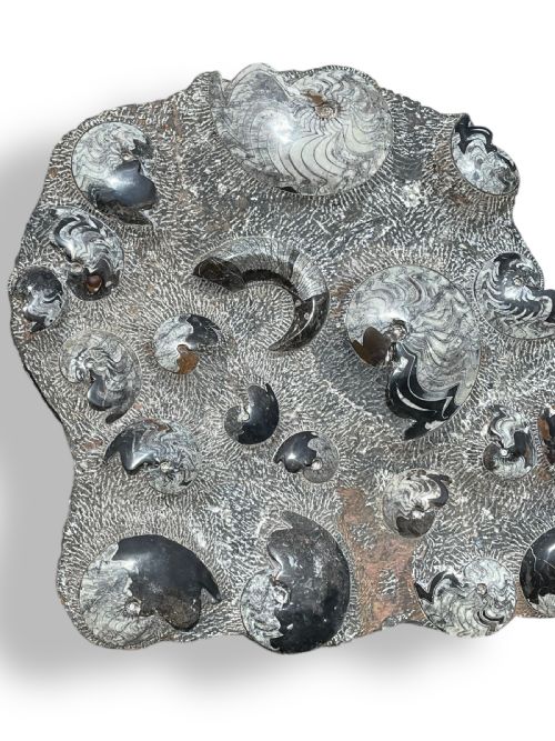 LARGE AMMONITE FOSSIL CLUSTER - ADDITIONAL PHOTO 8