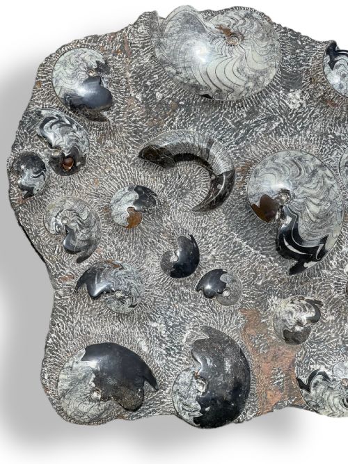 LARGE AMMONITE FOSSIL CLUSTER - ADDITIONAL PHOTO 9